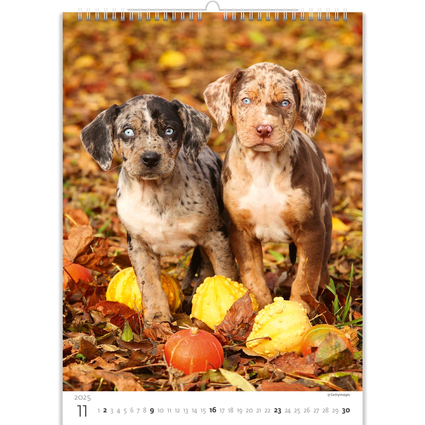 C181-25 Puppies Calendar 2025