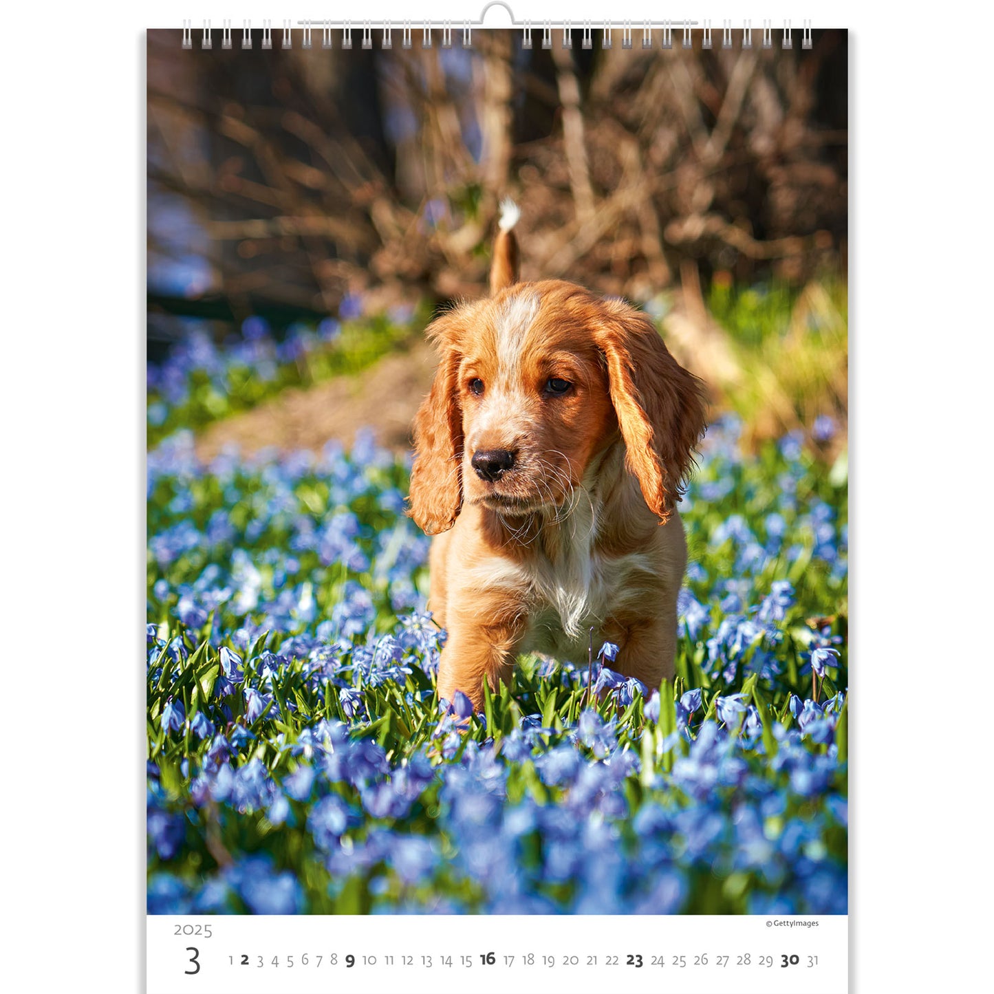 C181-25 Puppies Calendar 2025