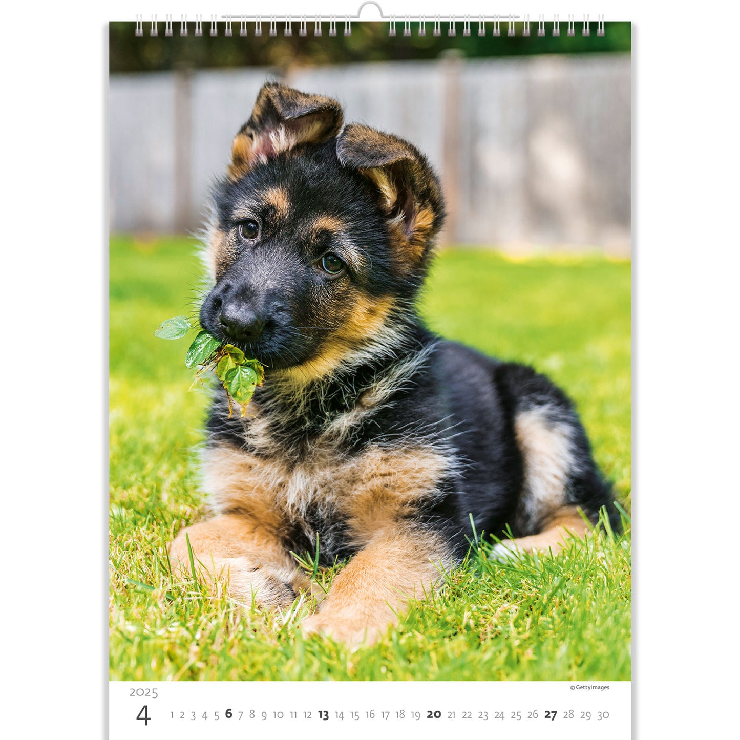 C181-25 Puppies Calendar 2025