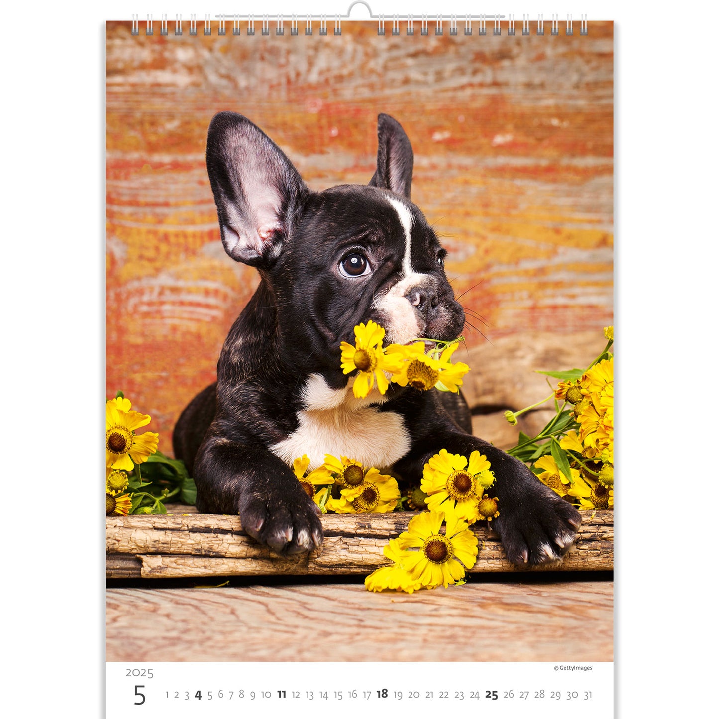 C181-25 Puppies Calendar 2025