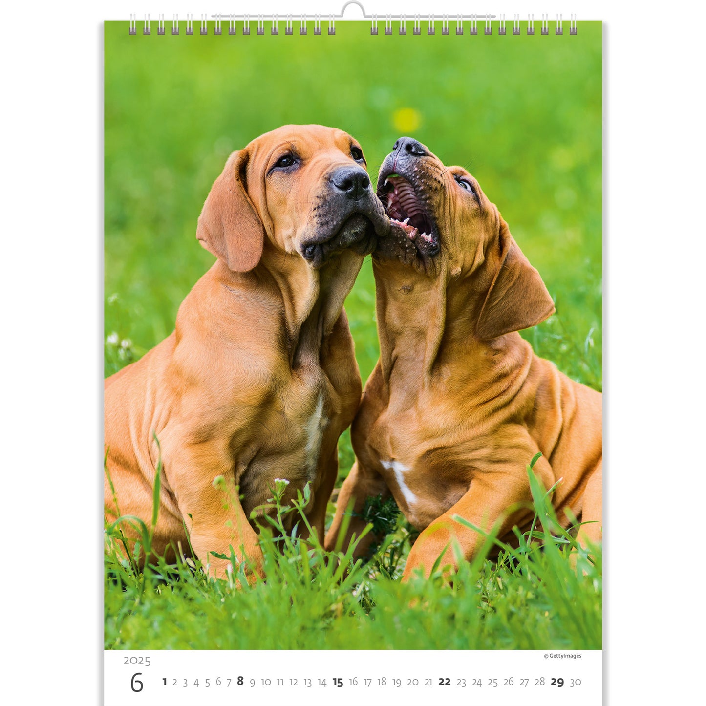 C181-25 Puppies Calendar 2025