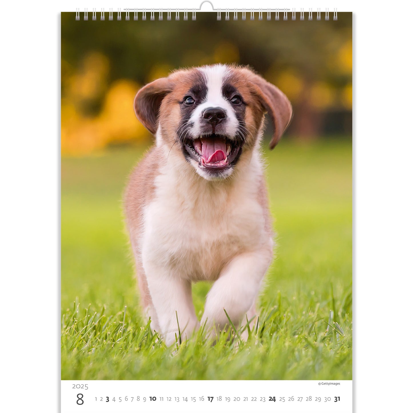 C181-25 Puppies Calendar 2025