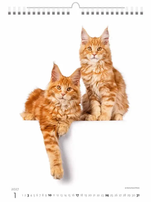 C180-27 Cute Kittens Calendar A3+ 2027 + free 2026 calendar