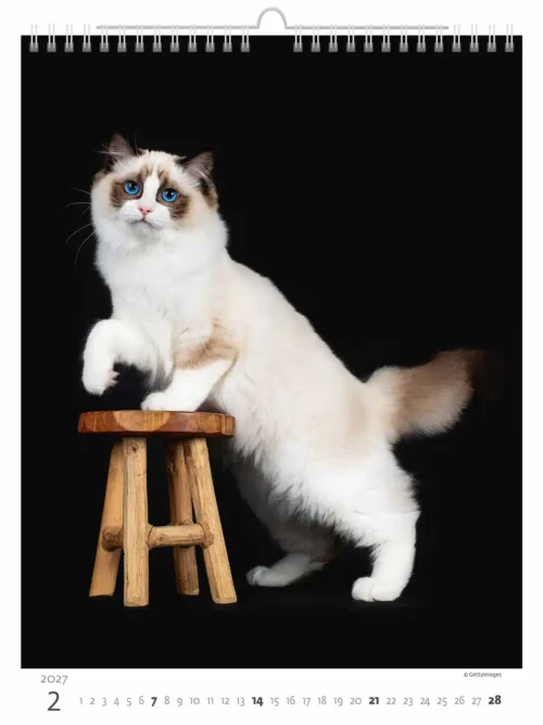 C180-27 Cute Kittens Calendar A3+ 2027 + free 2026 calendar