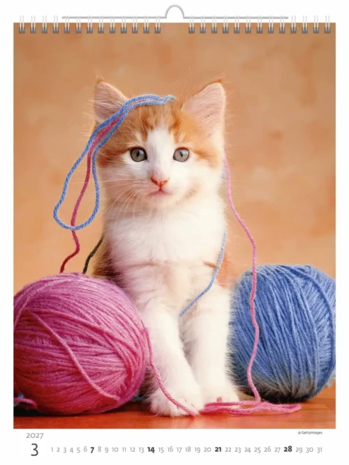 C180-27 Cute Kittens Calendar A3+ 2027 + free 2026 calendar