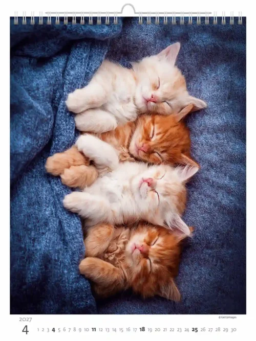 C180-27 Cute Kittens Calendar A3+ 2027 + free 2026 calendar