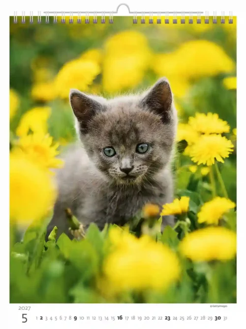 C180-27 Cute Kittens Calendar A3+ 2027 + free 2026 calendar