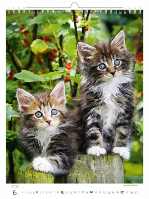 C180-27 Cute Kittens Calendar A3+ 2027 + free 2026 calendar