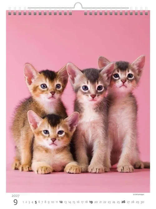 C180-27 Cute Kittens Calendar A3+ 2027 + free 2026 calendar
