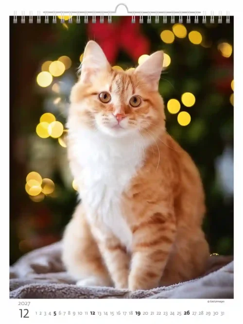 C180-27 Cute Kittens Calendar A3+ 2027 + free 2026 calendar