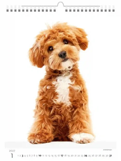 C181-27 Puppy Photos Calendar A3+ 2027 + free 2026 calendar