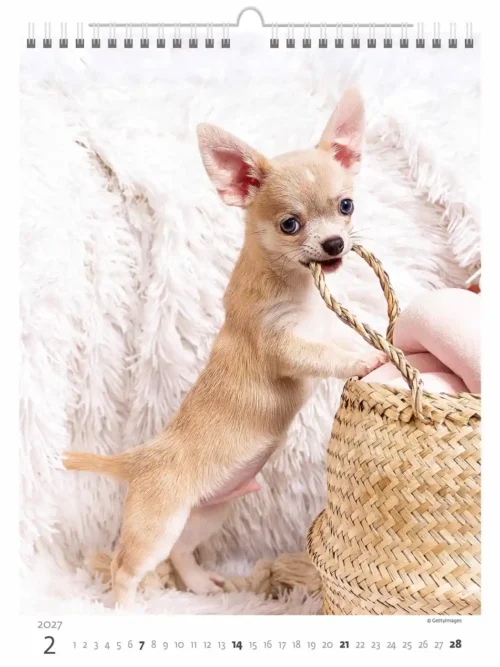 C181-27 Puppy Photos Calendar A3+ 2027 + free 2026 calendar