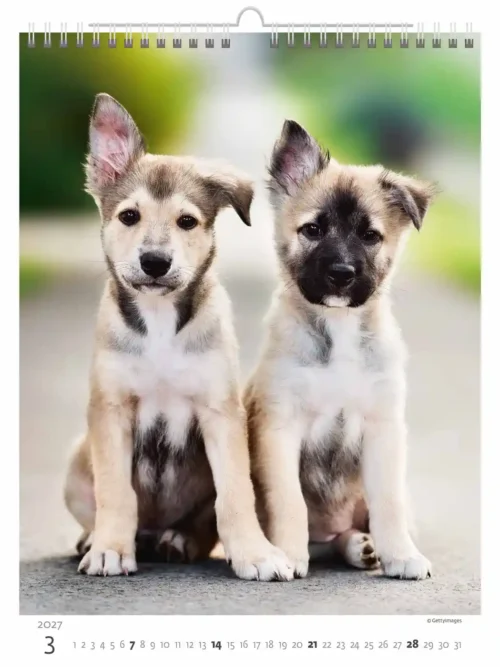 C181-27 Puppy Photos Calendar A3+ 2027 + free 2026 calendar