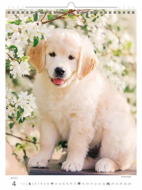 C181-27 Puppy Photos Calendar A3+ 2027 + free 2026 calendar