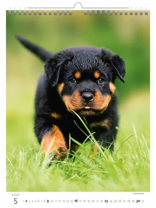 C181-27 Puppy Photos Calendar A3+ 2027 + free 2026 calendar
