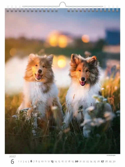C181-27 Puppy Photos Calendar A3+ 2027 + free 2026 calendar