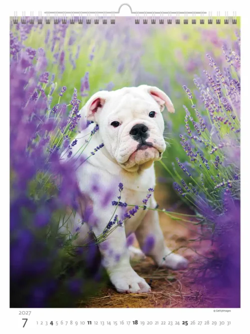 C181-27 Puppy Photos Calendar A3+ 2027 + free 2026 calendar