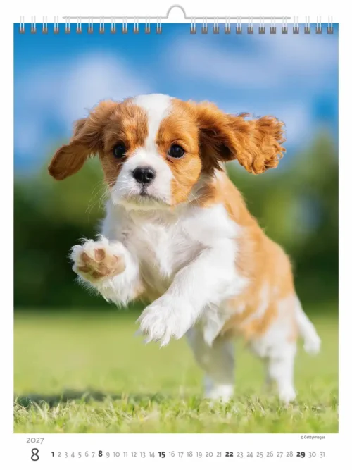 C181-27 Puppy Photos Calendar A3+ 2027 + free 2026 calendar