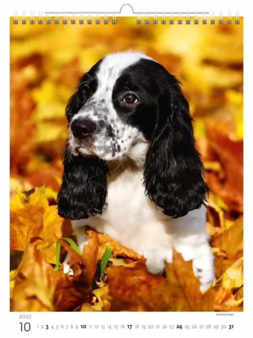 C181-27 Puppy Photos Calendar A3+ 2027 + free 2026 calendar