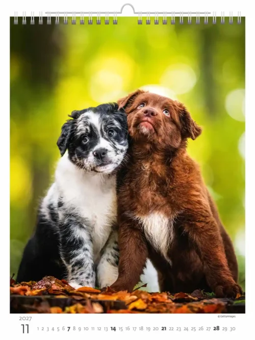 C181-27 Puppy Photos Calendar A3+ 2027 + free 2026 calendar