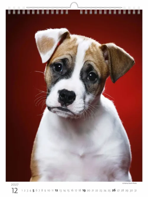 C181-27 Puppy Photos Calendar A3+ 2027 + free 2026 calendar