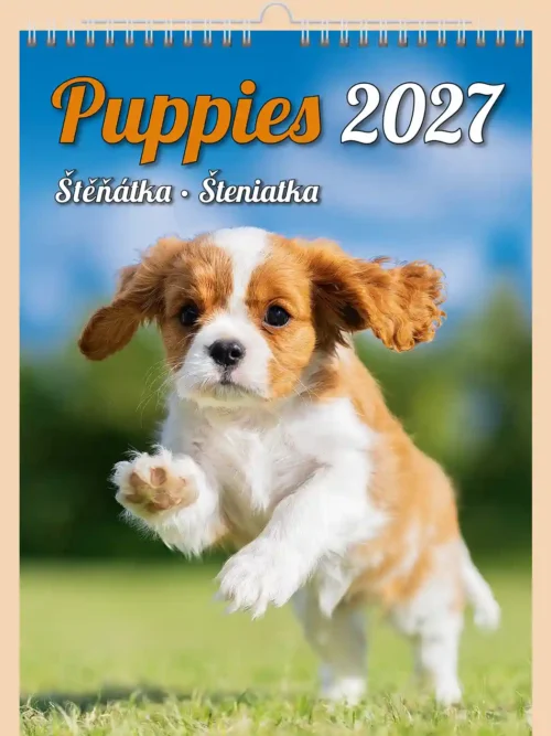 Puppies 2027 wall calendar A3+, front cover: Cavalier King Charles spaniel puppy running on grass