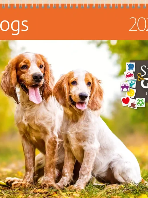 Dogs 2027 writing calendar 30 x 30 cm with stickers, front cover: two spaniel puppies on grass
